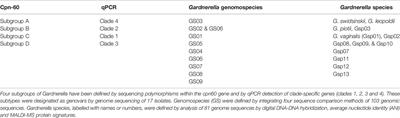 Research Progress on the Correlation Between Gardnerella Typing and Bacterial Vaginosis